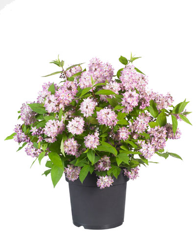 Deutzia-Raspberry-Sundae-1