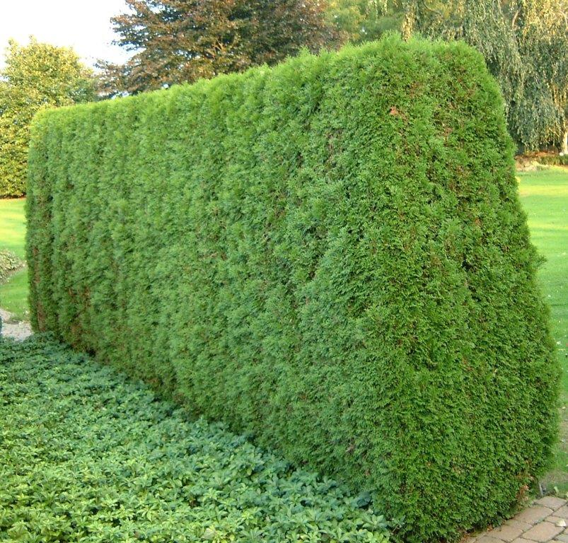 THUJA-occidentalis-Smaragd-8