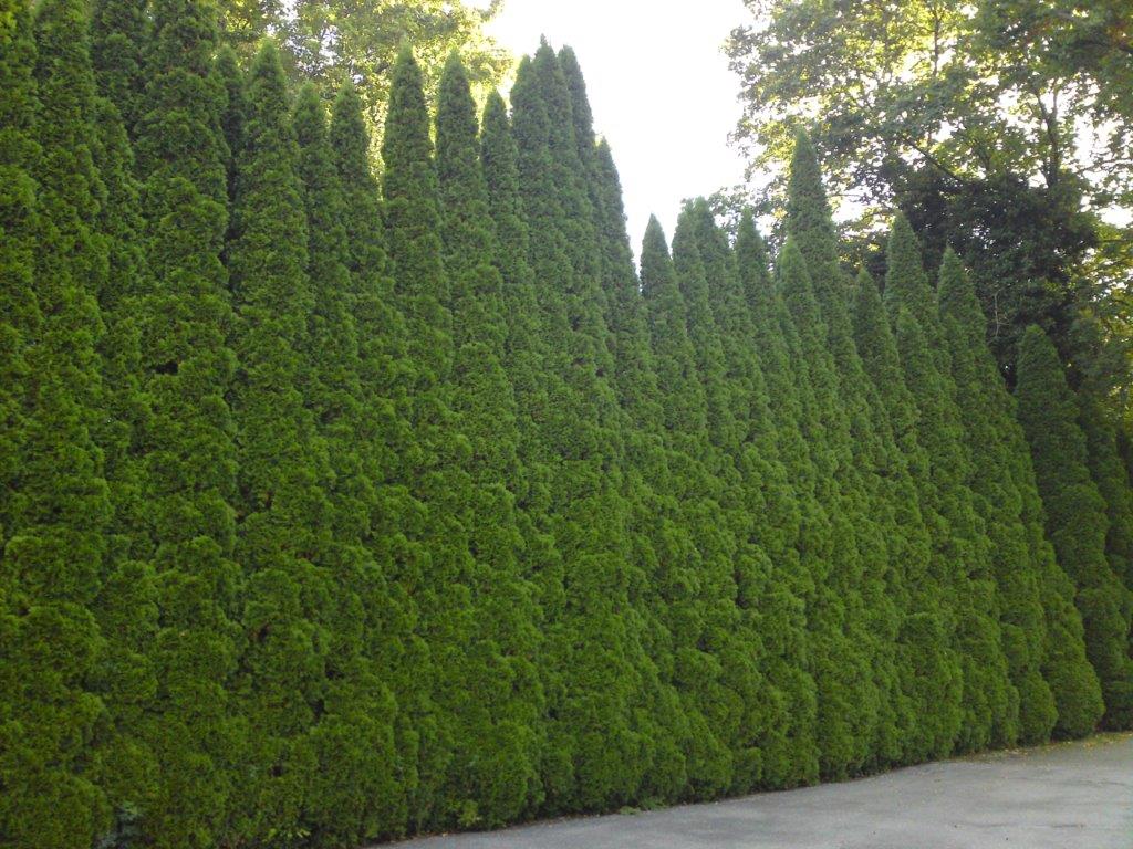 THUJA-occidentalis-Smaragd-16