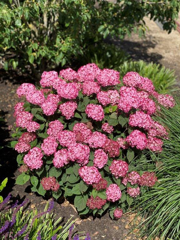 HYDRANGEA-arborescens-Ruby-Annabelle-62
