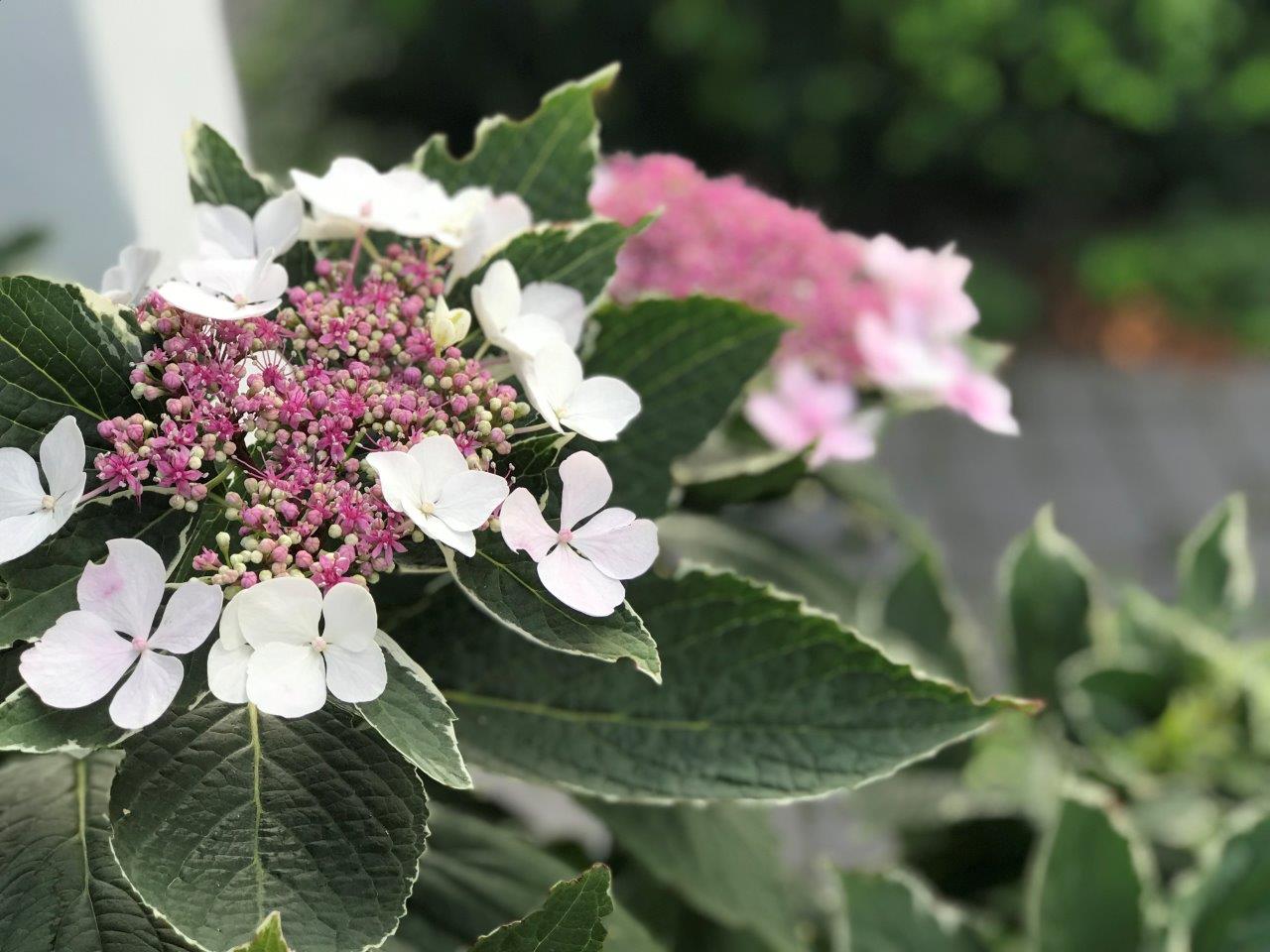 HYDRANGEA-macrophylla-Light-O-Day-24
