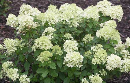 hydrangea-paniculata-little-lime3