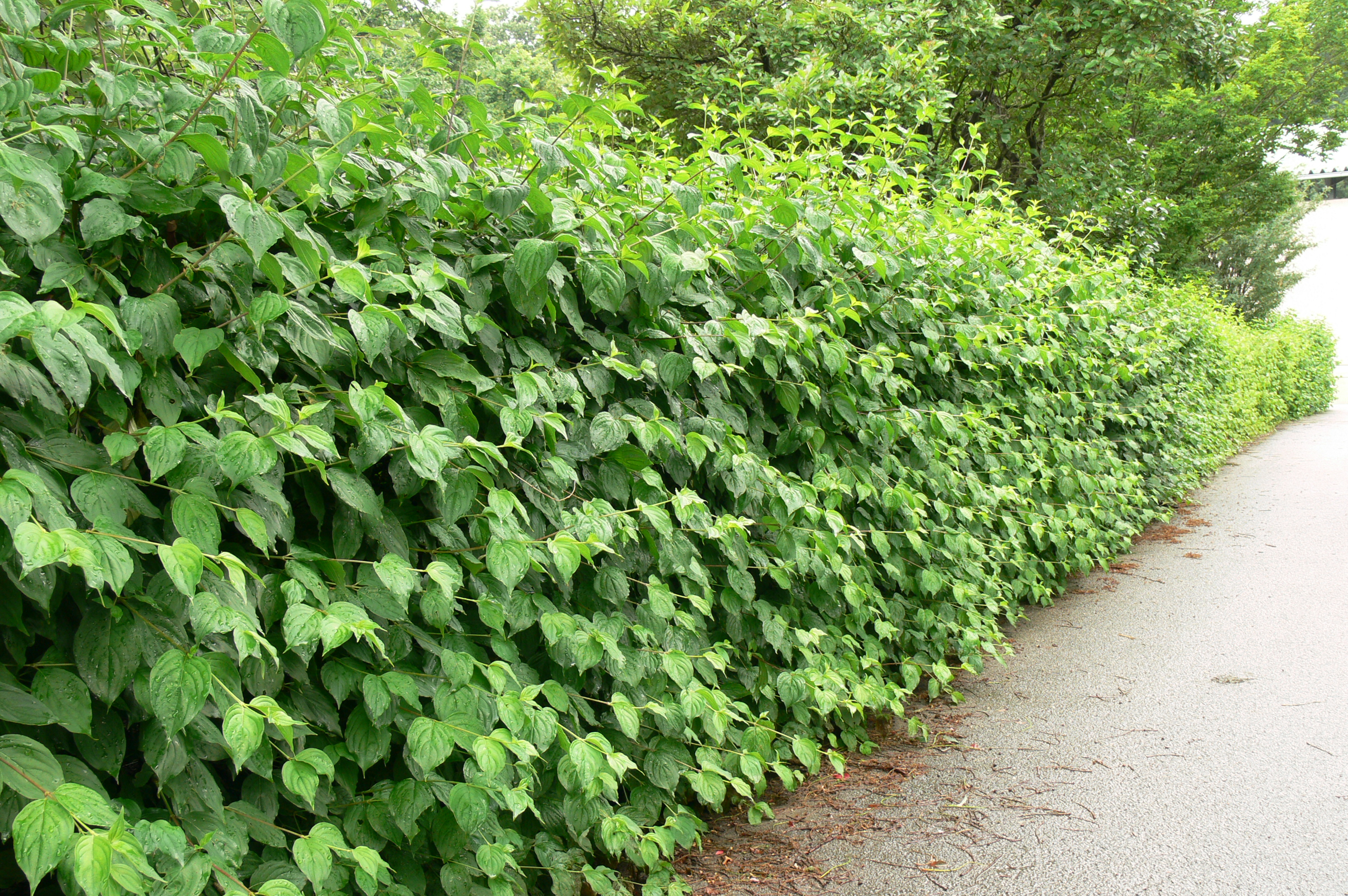 CORNUS mas (= mascula)