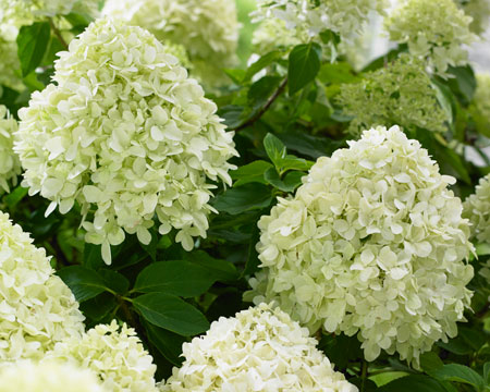 Hydrangea_Little-Spooky