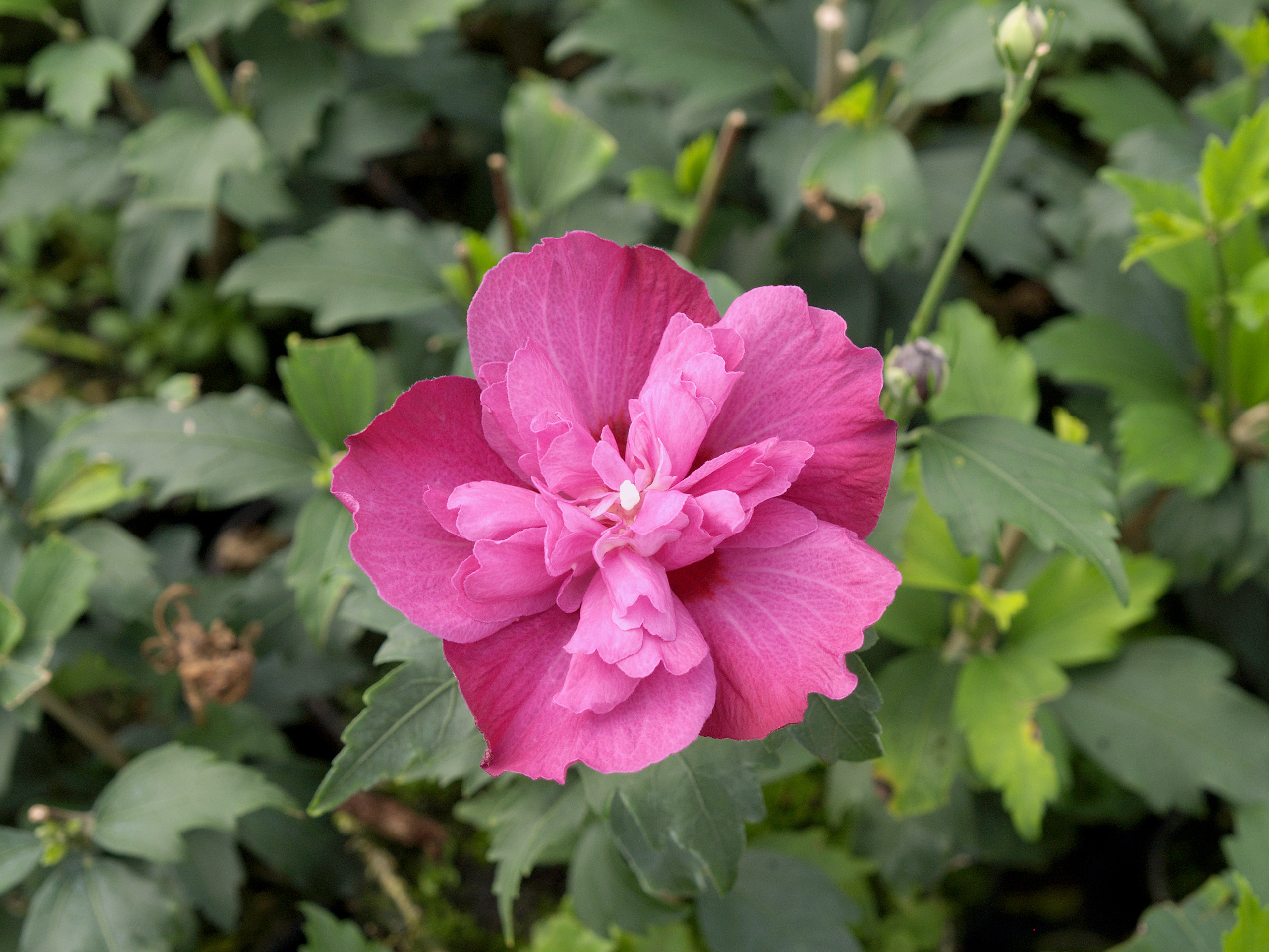 HIBISCUS syriacus ´Purple Ruffles´ (=´Sanchonyo´)