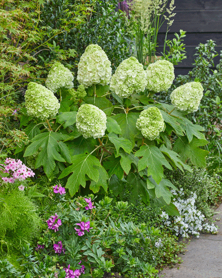 Hydrangea-quercifolia-TARA-8_1280x1280