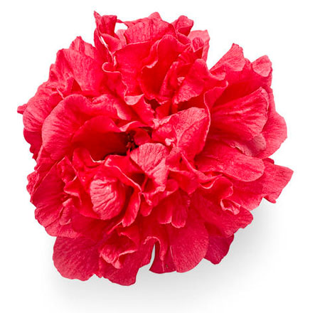 chaenomeles-double-take-pink-storm-8b