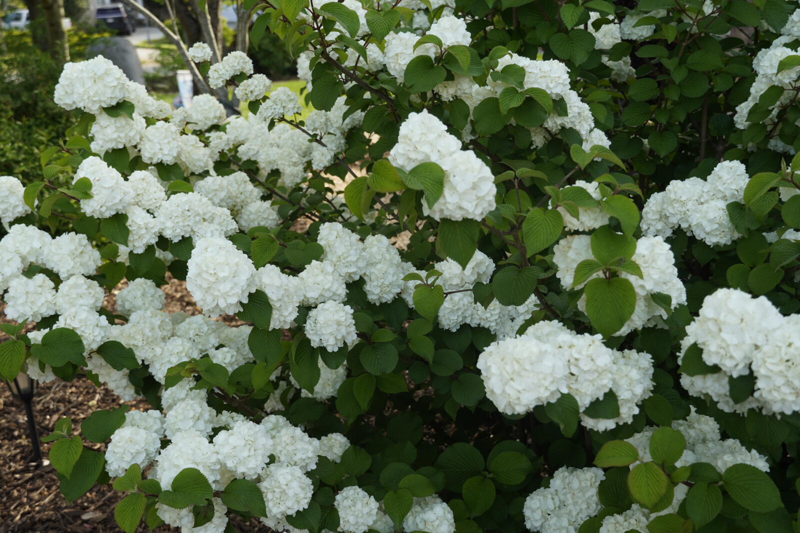 ViburnumFirstEditionsOpeningDay-047-12168_preview