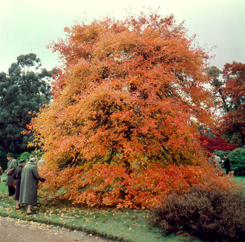 Tupelo 