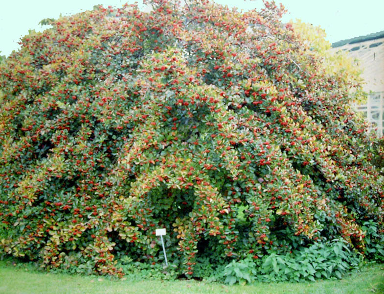 Broad Leaved Cockspur Thorn 