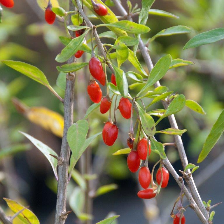 lycium-barbarum-sweet-lifeberry-r-2010-7651-q