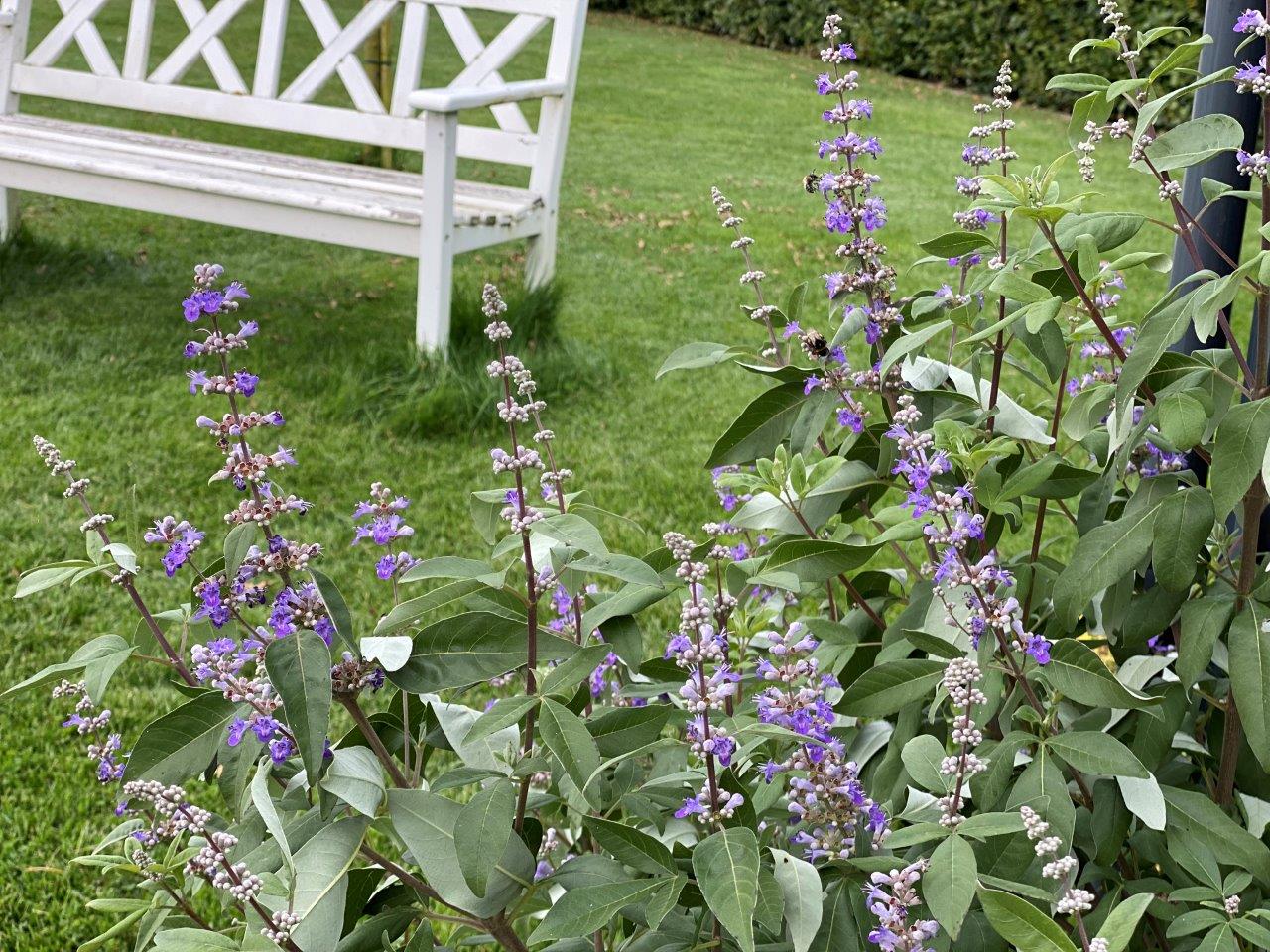 Vitex-Magical-Summertime-Blues-4