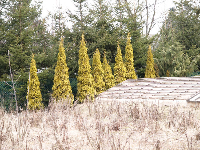 thuja-occidentalis-malonyana-aurea-2 American arborvitae, Northern arborvitae, Northern white cedar