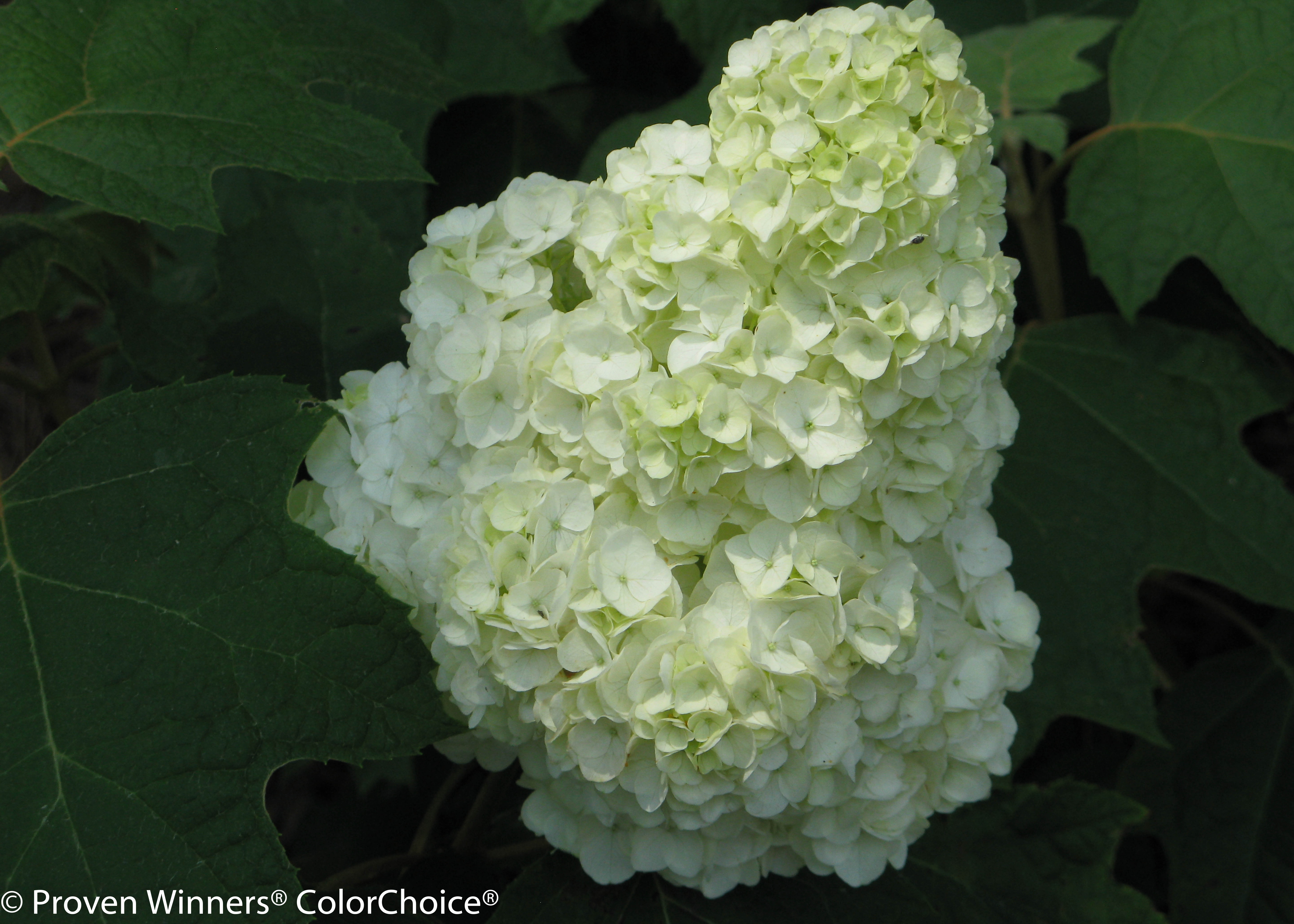 gatsbys_moon_hydrangea-27CjDMdXO43fufy