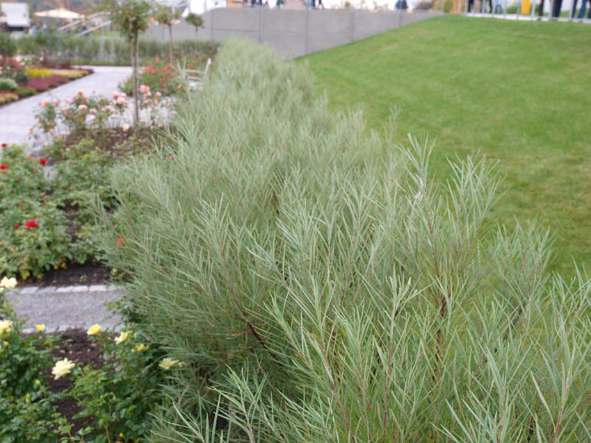 SALIX rosmarinifolia (= repens var. rosmarinifolia, sibirica)