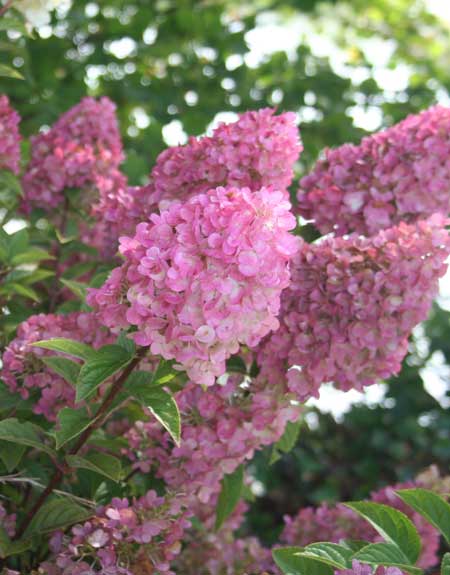 hydrangea-paniculata-sundae-fraise-25461f52e5ab31