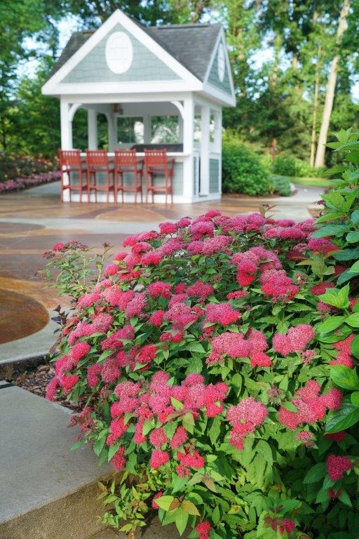 spiraea_double_play_doozie_dsc00448