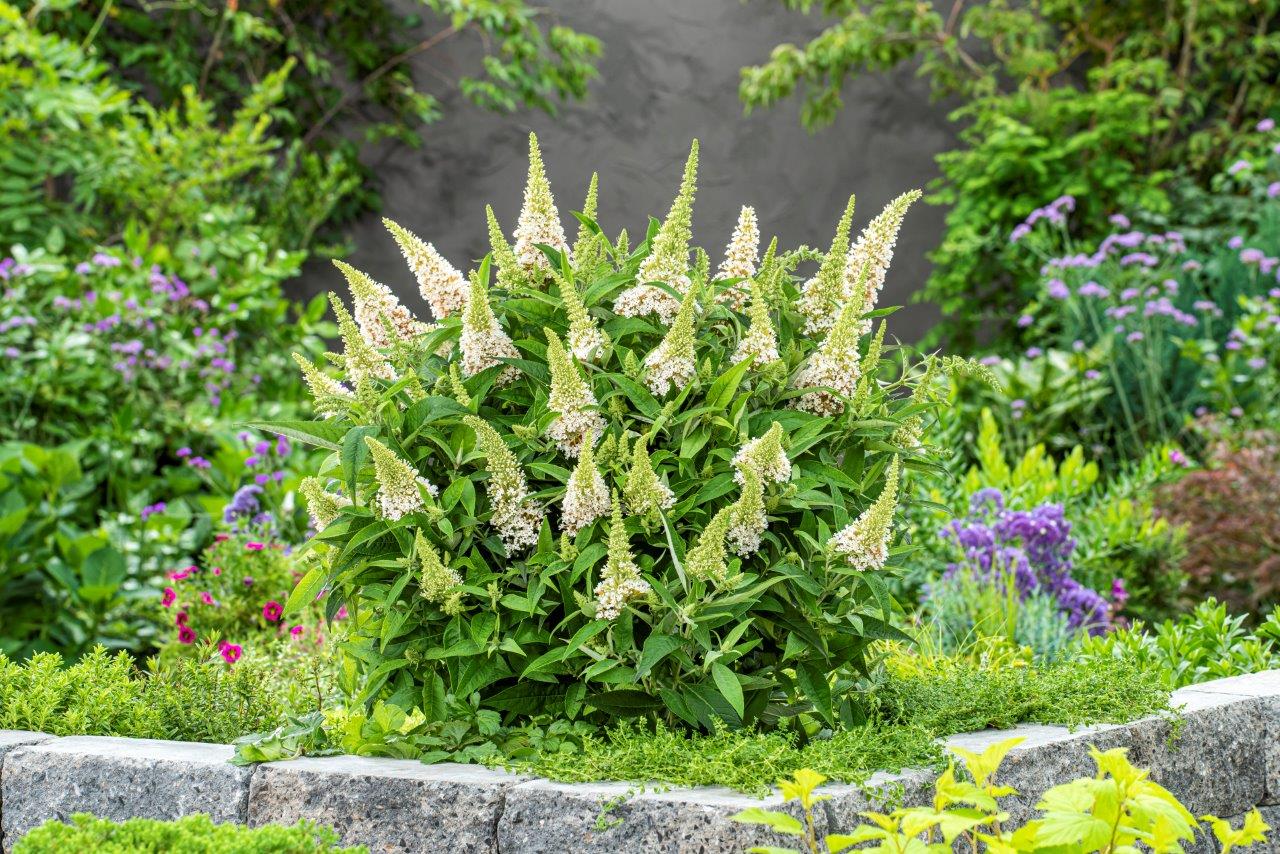 Buddleja-Butterfly-Candy-Little-White_60007667_CLEAN_01