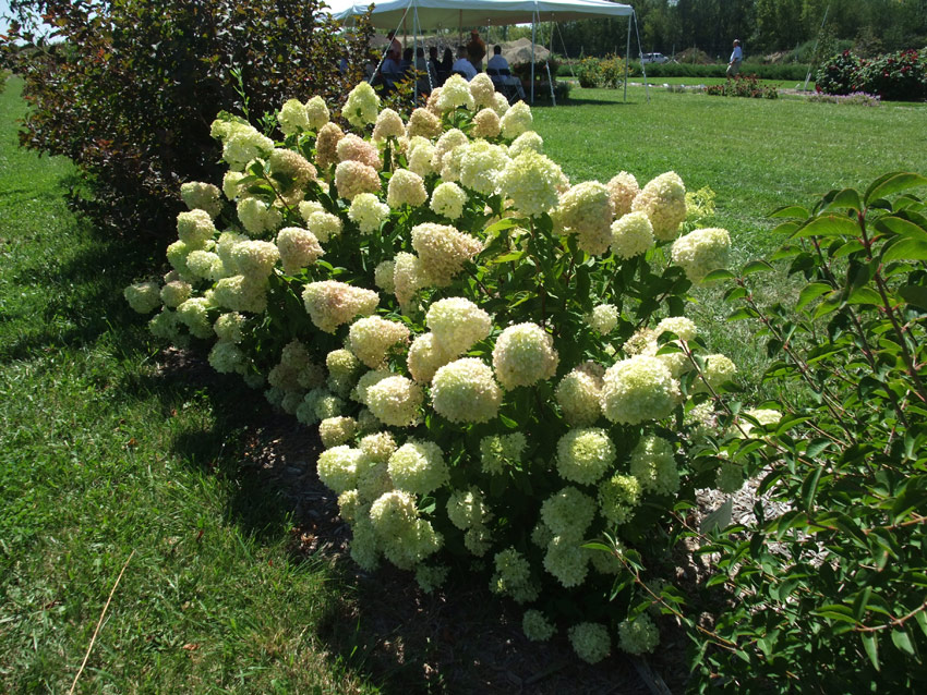 hydrangea-paniculata-little-lime-14