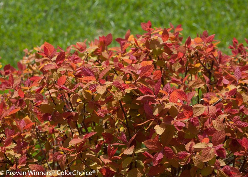 double_play_big_bang_spirea-5254