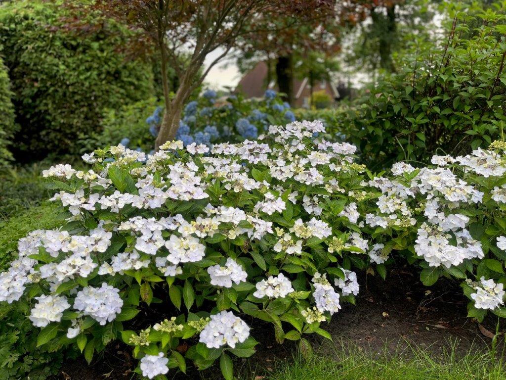 HYDRANGEA-Cloudi-2