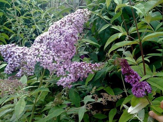 Buddleja-davidii-Gulliver-13