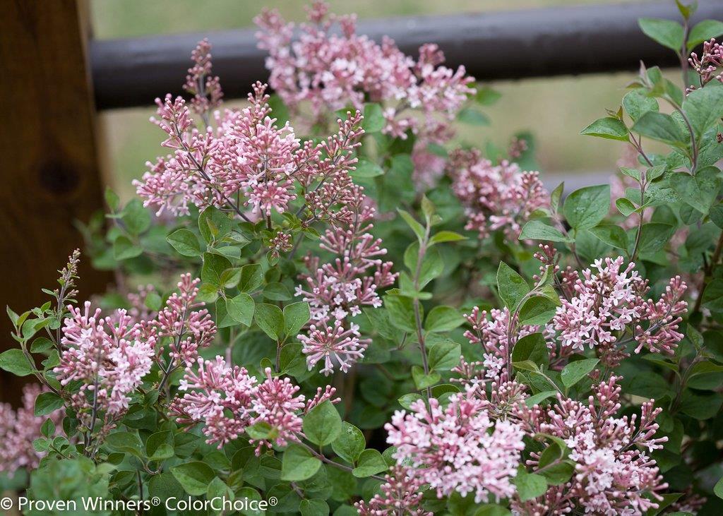 syringa-pink-perfume-1