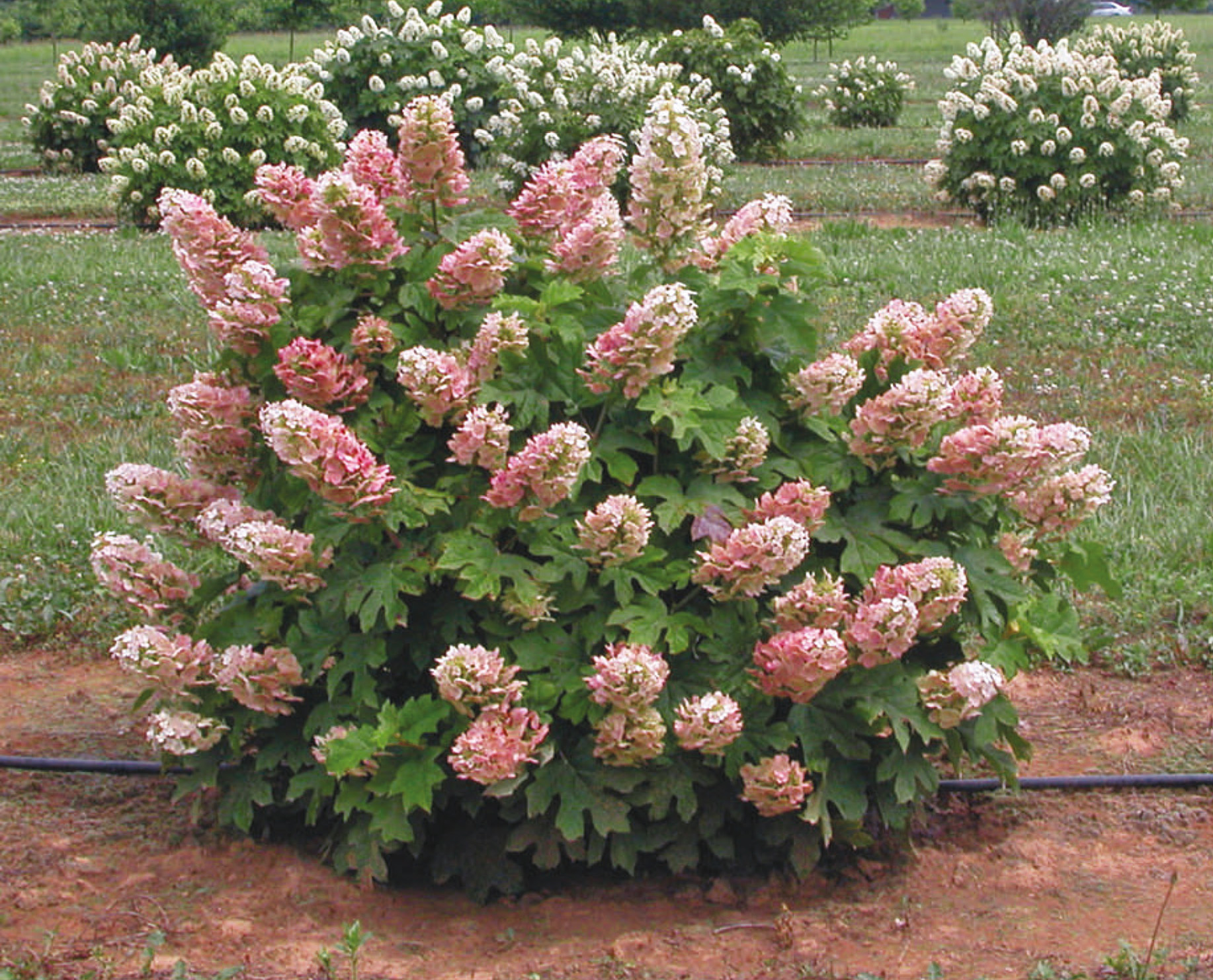 HYDRANGEA quercifolia ´Ruby Slippers´