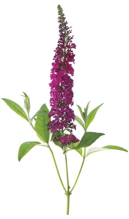 buddleja-red-chip-65613d4c9985f9