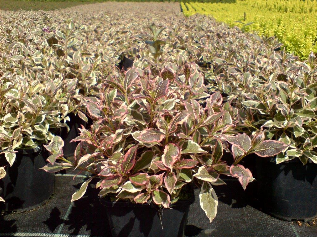 WEIGELA-florida-Monet-6