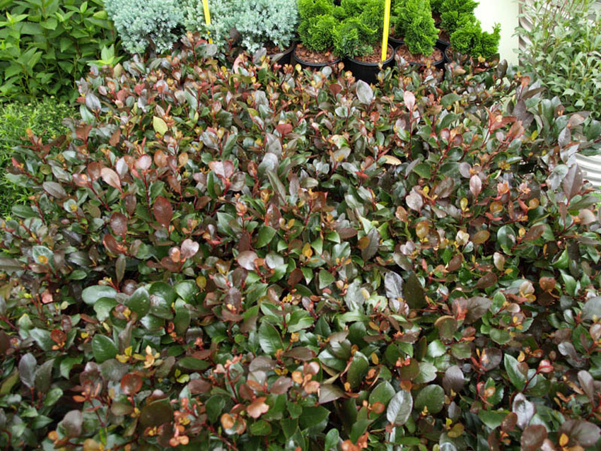 photinia-fraseri-little-red-robin-4