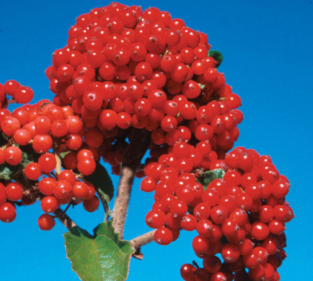 cardinal_candy_viburnum-6