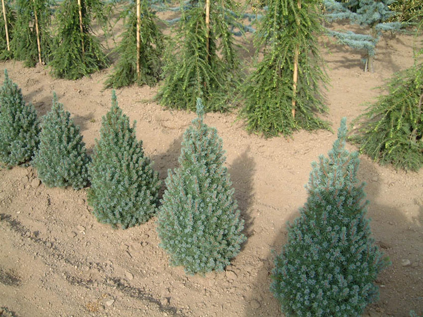 PICEA glauca ´Blue Wonder´®
