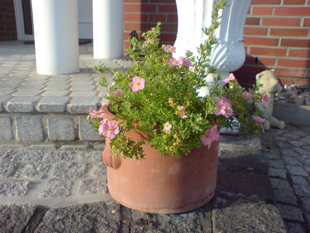 POTENTILLA-fruticosa-Lovley-Pink-3