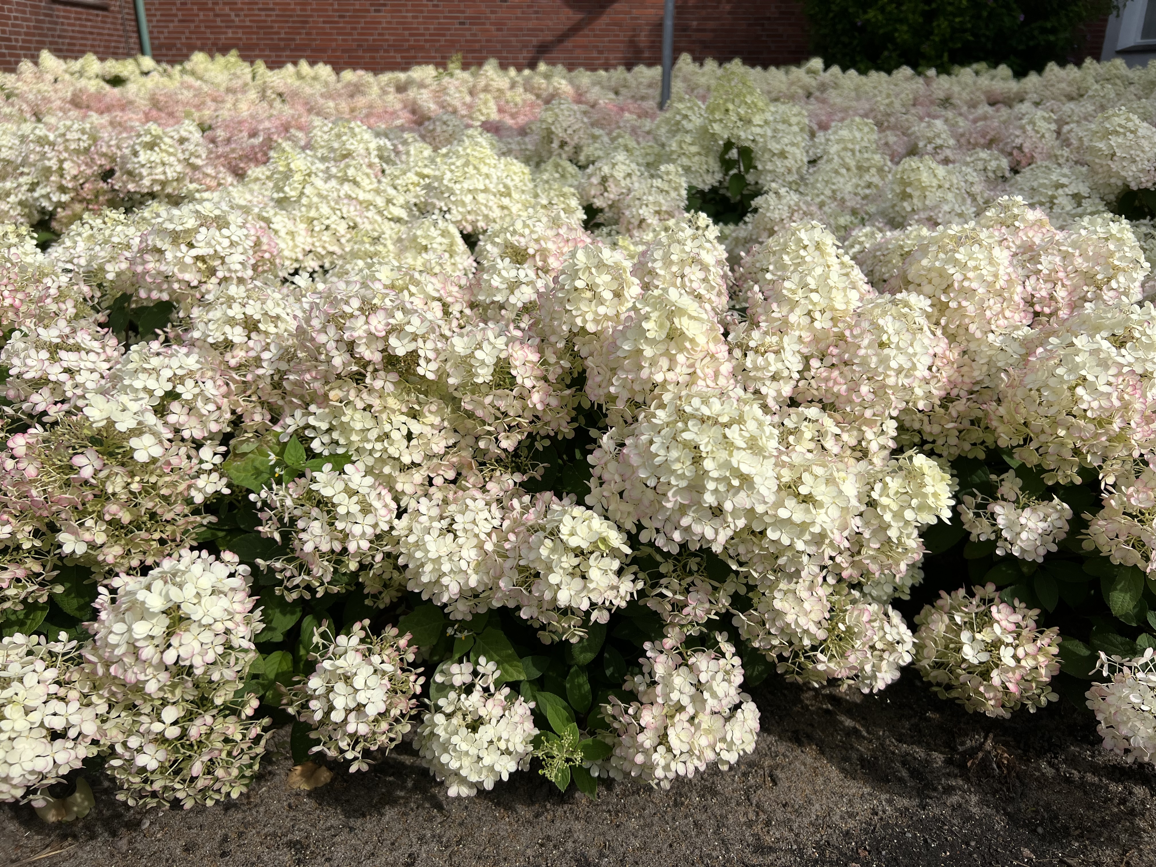 HYDRANGEA-paniculata-Bobo-48
