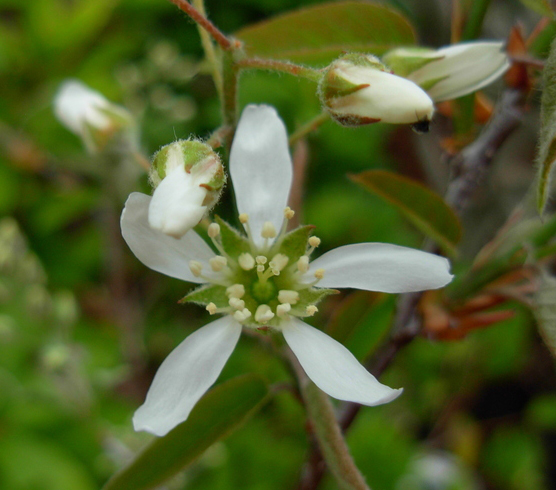 amelanchier-pince-william-2