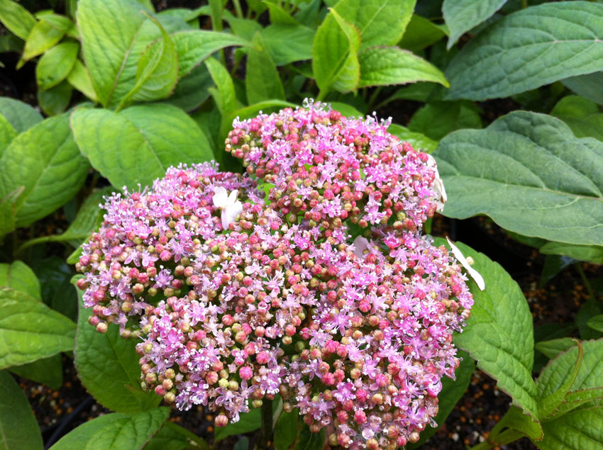 hydrangea-serrata-oamacha