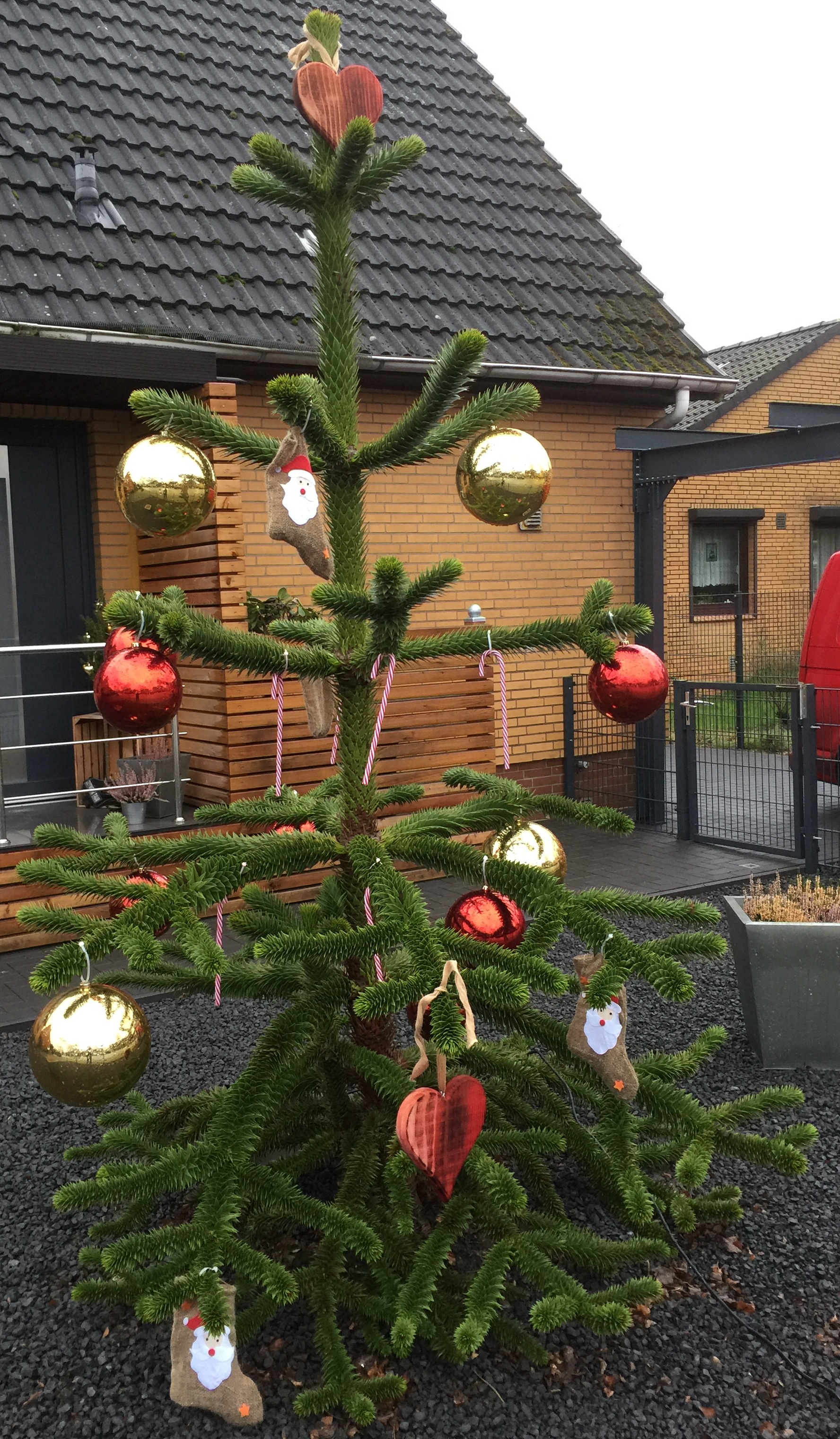 ARAUCARIA-araucana-38