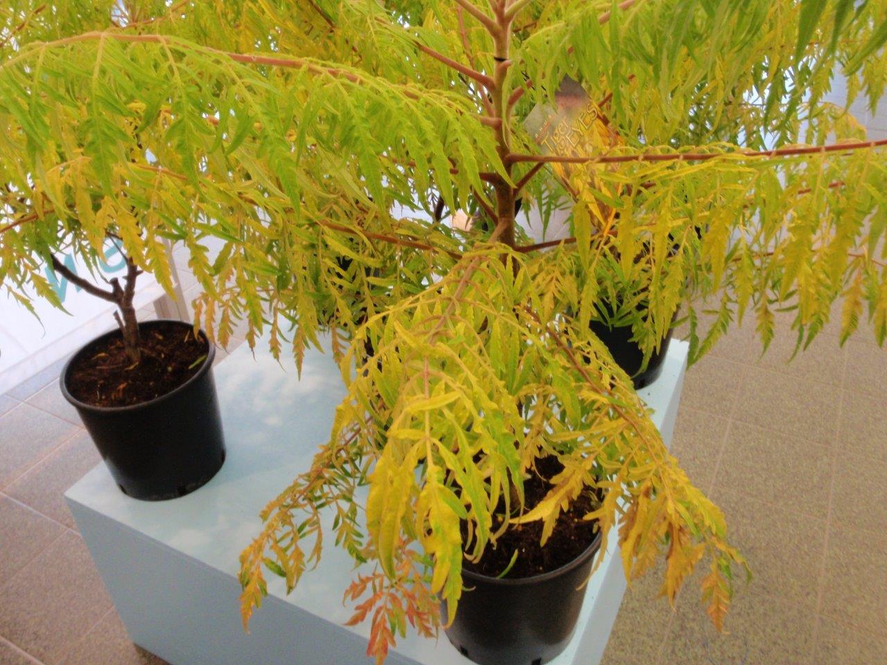 RHUS-typhina-Tiger-Eyes-8
