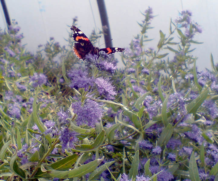 caryopteris-clandonensis-kew-blue-12