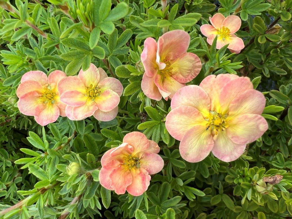 Potentilla-Bella-Apple-1