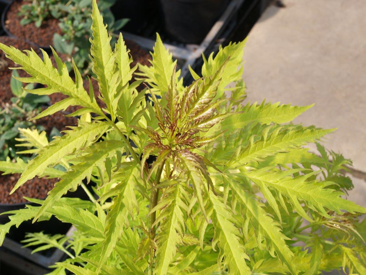 sambucus-golden-lace
