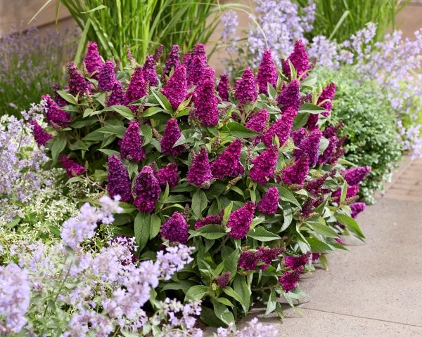 Buddleja davidii ´Butterfly Candy® Little Magenta´ (´Botex 008´)Ⓢ Buddleja davidii ´Butterfly Candy® Little Magenta´ (´Botex 008´)Ⓢ
