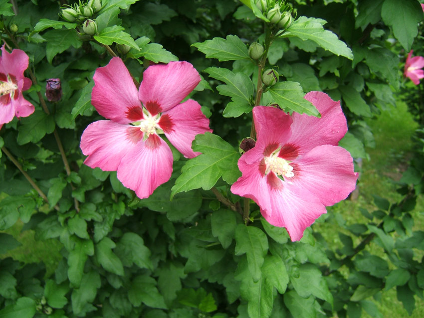 hibiscus-syriacus-pink-gigant-4