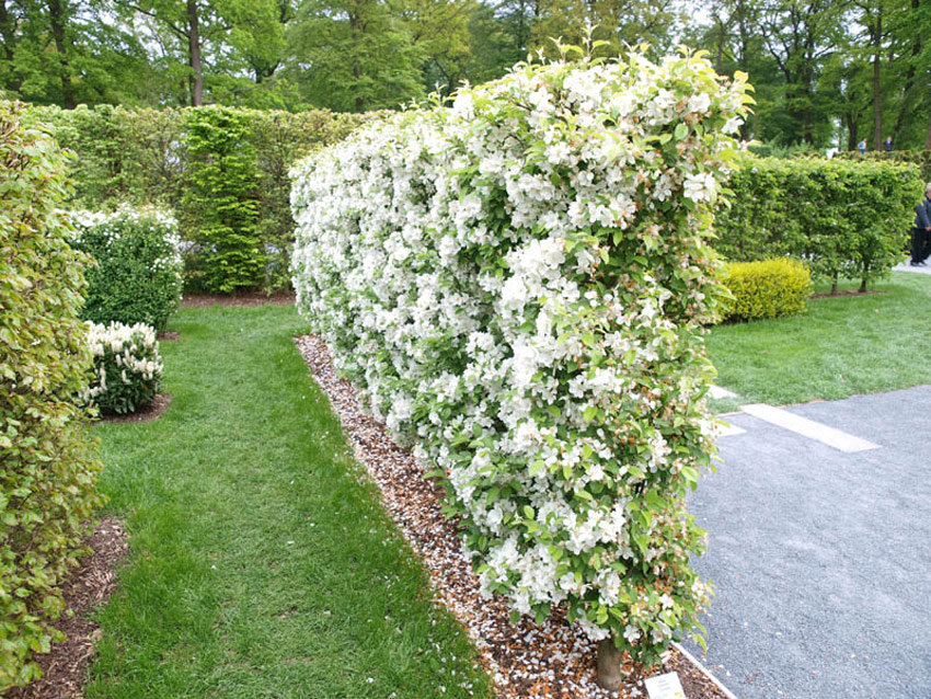 malus-evereste-8
