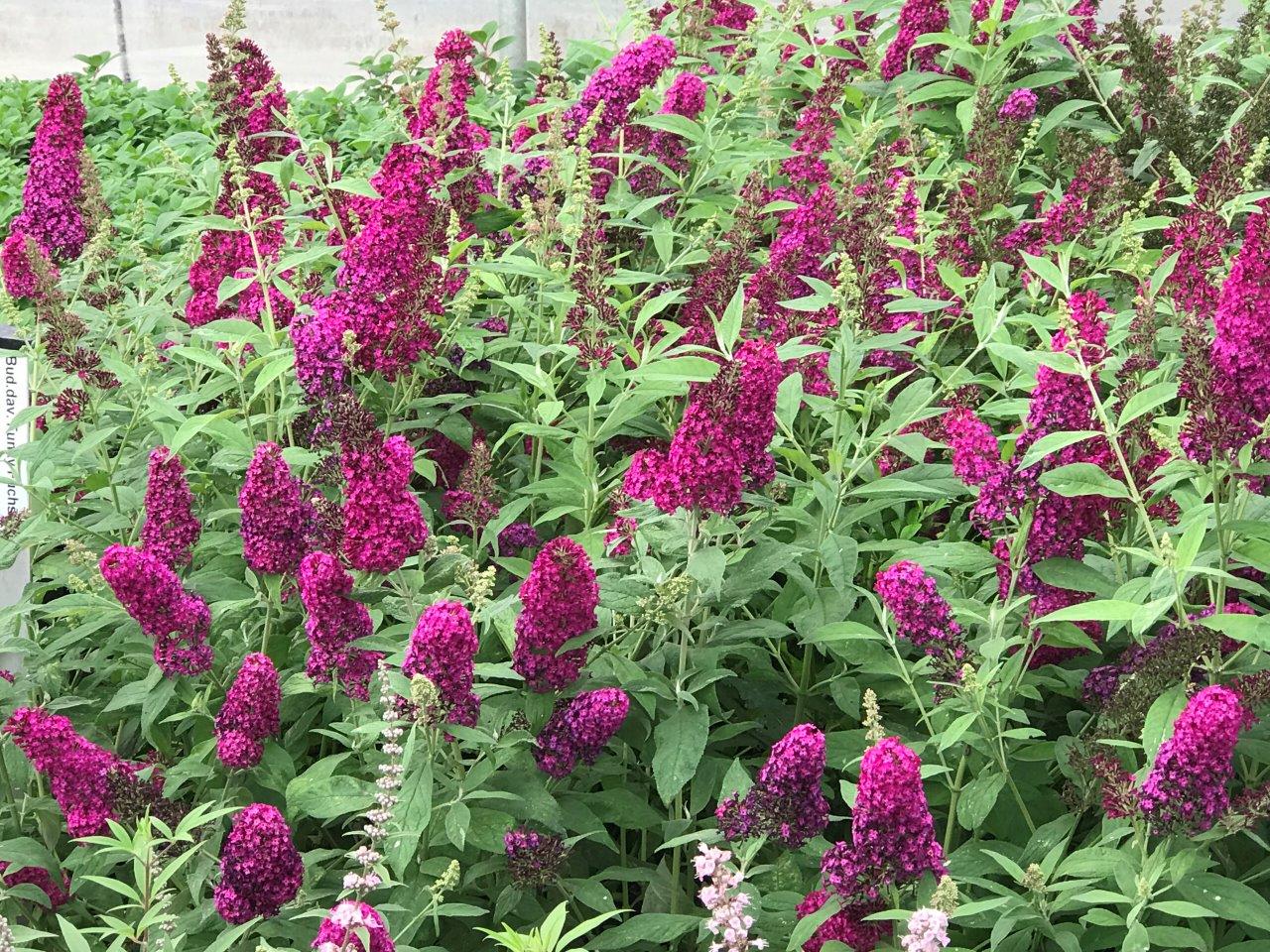 BUDDLEJA-davidii-Funky-Fuchsia-1