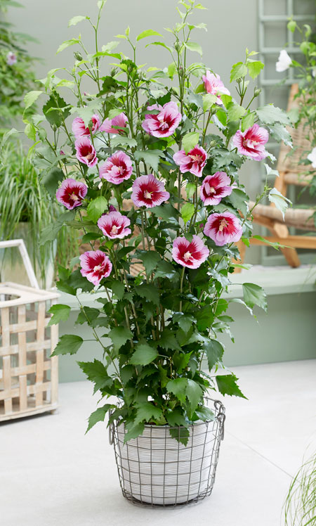 hibiscus-Flower-Tower-Purple3