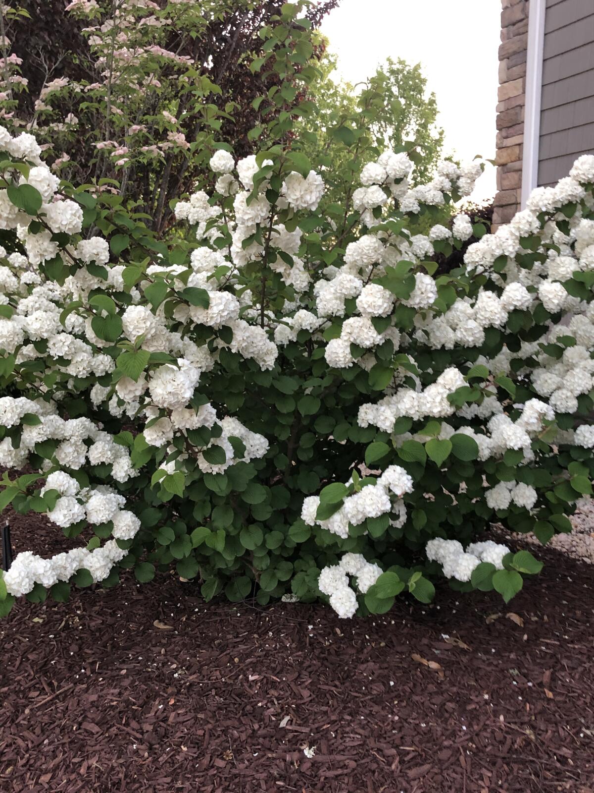 ViburnumFirstEditionsOpeningDay-048-12168_preview