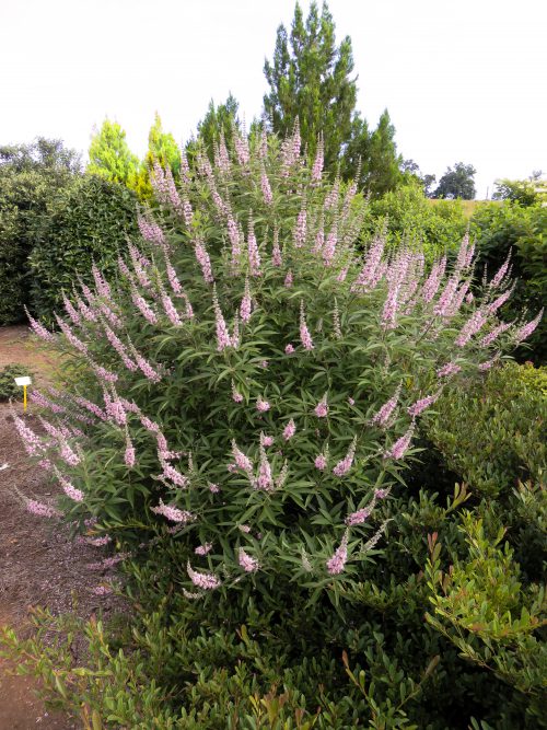 VitexGalaticPink-014-13360-1-500x667