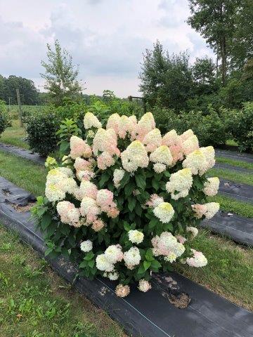 hydrangea-quick-fire-fab-11